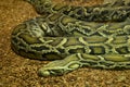The Burmese python Python bivittatus. Royalty Free Stock Photo