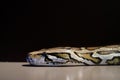 Burmese python,Python bivittatus,IUCN Red List Data Vulnerable , Royalty Free Stock Photo