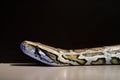 Burmese python,Python bivittatus,IUCN Red List Data Vulnerable , Royalty Free Stock Photo