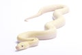 Burmese python,Python bivittatus Royalty Free Stock Photo