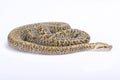 Burmese python,Python bivittatus Royalty Free Stock Photo