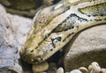 Burmese python Python bivittatus Royalty Free Stock Photo