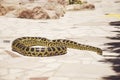 Burmese Python,Python bivittatus on stone background Royalty Free Stock Photo