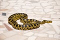 Burmese Python,Python bivittatus on stone background Royalty Free Stock Photo