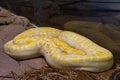 Burmese python, Python bivittatus in Tabernas desert, Andalusia, Spain Royalty Free Stock Photo