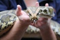 Burmese python Python bivittatus tasting the air Royalty Free Stock Photo