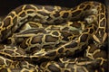 Burmese python (Python bivittatus). Royalty Free Stock Photo