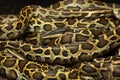 Burmese python (Python bivittatus).