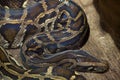 Burmese python (Python bivittatus). Royalty Free Stock Photo