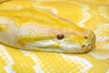 Burmese python ( python molorus bivittatus ) Royalty Free Stock Photo