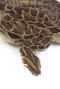 Burmese Python, Python molurus bivittatus, Royalty Free Stock Photo