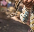 Burmese python,python molurus, python bivittatus. Royalty Free Stock Photo