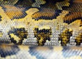 Burmese python skin Royalty Free Stock Photo