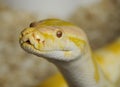 Burmese Python Snake Royalty Free Stock Photo
