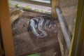 Burmese Python Snake on the Floor in the mirror Cage at Thailand Snake Farm Bangkok