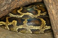 The burmese python is snake skin and animal pattern Royalty Free Stock Photo