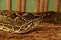 Burmese Python Snake Sticking His Tongue Out Royalty Free Stock Photo