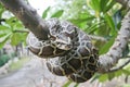 Burmese python.