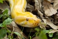 Golden Python