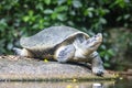 The Burmese roofed turtle (Batagur trivittata) Royalty Free Stock Photo