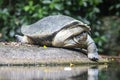 The Burmese roofed turtle (Batagur trivittata) Royalty Free Stock Photo