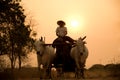 Burmese rural road, two white cows pulling a wooden cart