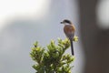 Burmese Shrike Bird