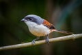 Burmese Shrike (Lanius collurioides)