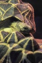Burmese star tortoise Royalty Free Stock Photo