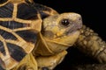 Burmese star tortoise Geochelone platynota Royalty Free Stock Photo