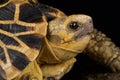 Burmese star tortoise Geochelone platynota