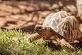 Burmese star tortoise Geochelone platynota Royalty Free Stock Photo