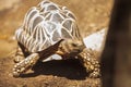 Burmese star tortoise Geochelone platynota Royalty Free Stock Photo