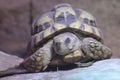Burmese Star tortoise Royalty Free Stock Photo