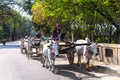 Burmese traditional transportation, wooden cart two white cows p