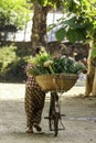 A Burmese woman is carrying a bicycle with a large basket of flowers to sell in the morning market.