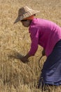 Harvesting - Burmese Agriculture - Myanmar (Burma)