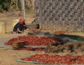 Burmese woman working the crops in a village near Kalaw, Myanmar