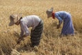 Harvesting - Burmese Agriculture - Myanmar (Burma)