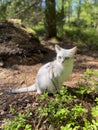 Burmilla cat in a forest Royalty Free Stock Photo