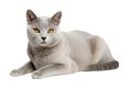 Burmilla Cat On Isolated Transparent Background, Png. Generative AI Royalty Free Stock Photo