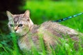 Burmilla cat on a leash Royalty Free Stock Photo