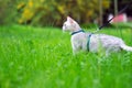 Burmilla cat on a leash Royalty Free Stock Photo
