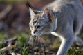 Burmilla cat in nature Royalty Free Stock Photo