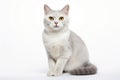 Burmilla Cat Sitting On A White Background