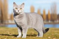 Burmilla Cat Stands On A White Background Royalty Free Stock Photo