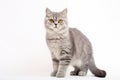 Burmilla Cat Stands On A White Background