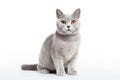 Burmilla Cat Upright On A White Background