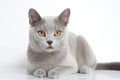 Burmilla Cat On White Background. Generative AI Royalty Free Stock Photo