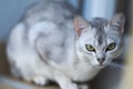 Burmilla golden cat amazing portrait Royalty Free Stock Photo